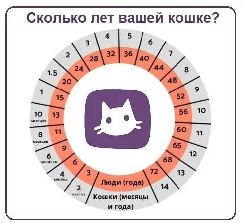 Как определить возраст кошки по зубам: определить возрат котенка и взрослого кота по зубам, фото
