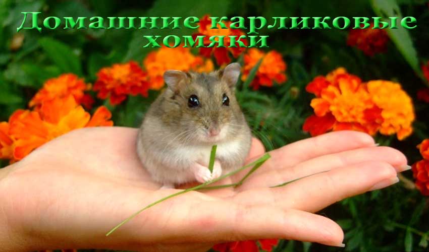 Хомяк: образ жизни, виды, уход и содержания | планета животных