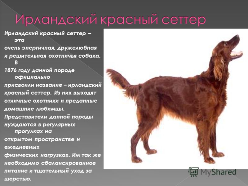 Английский сеттер: описание породы собак
