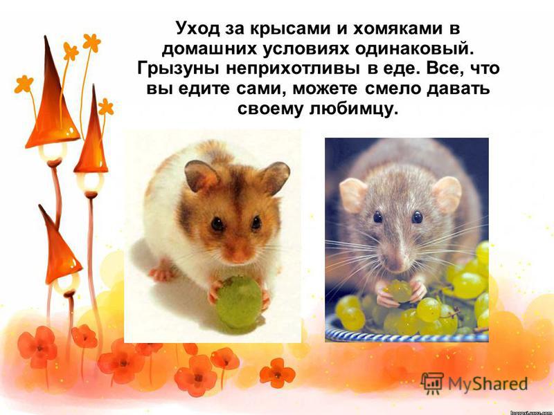 Хомяки в домашних условиях: уход и содержание