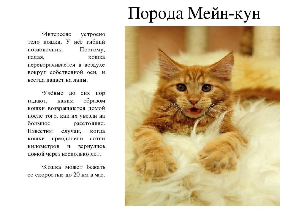 Как и чем кормить котенка мейн-куна: меню по возрастам