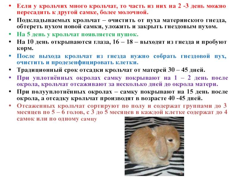 Роды крольчихи: сколько длится беременность, окрол, чем кормить