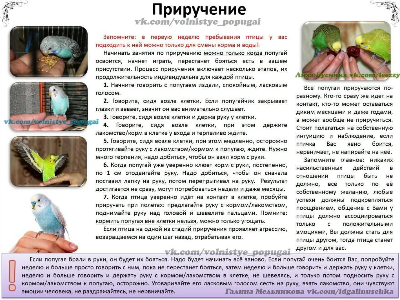 Чем кормить волнистого попугая в домашних условиях кроме корма [новое исследование]