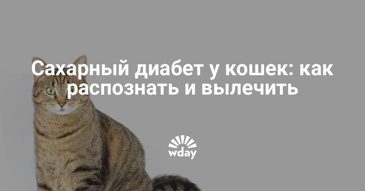 Сахарный диабет у кошек: симптомы и лечение, диета, причины
