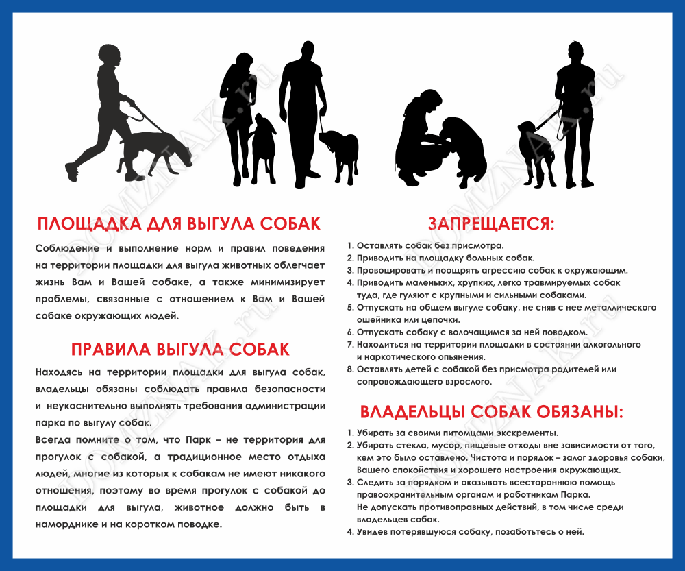Закон о выгуле собак в 2021 году: что нужно знать владельцам собак?