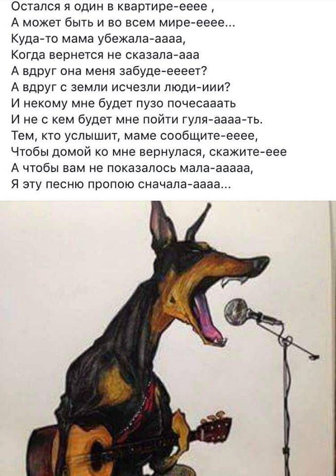 Соседская собака воет по ночам: как быть, что делать
