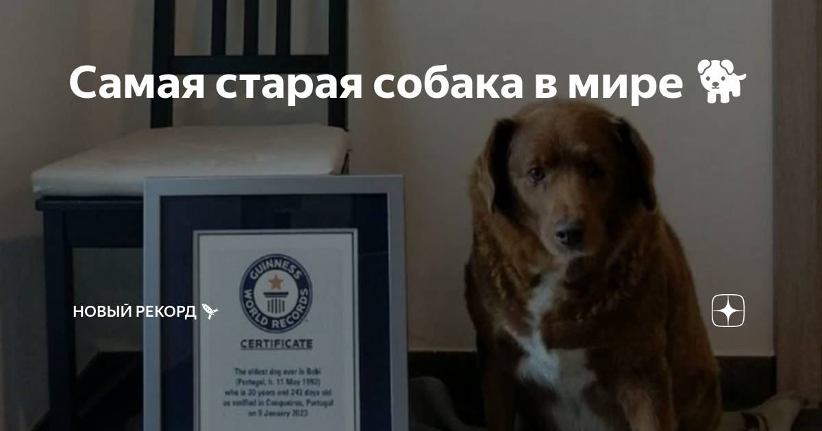 12 гигантских собак, которые даже не осознают насколько они огромны