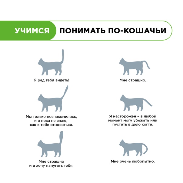 Как кошки выражают свою любовь к хозяину?