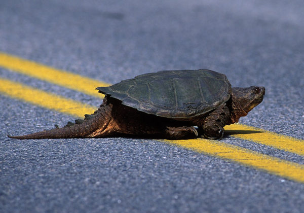 Черепаха - 80 фото самого медленного пресмыкающегося на суше