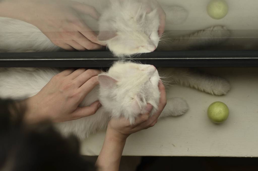 Как делать массаж задних лап кошкам и котам