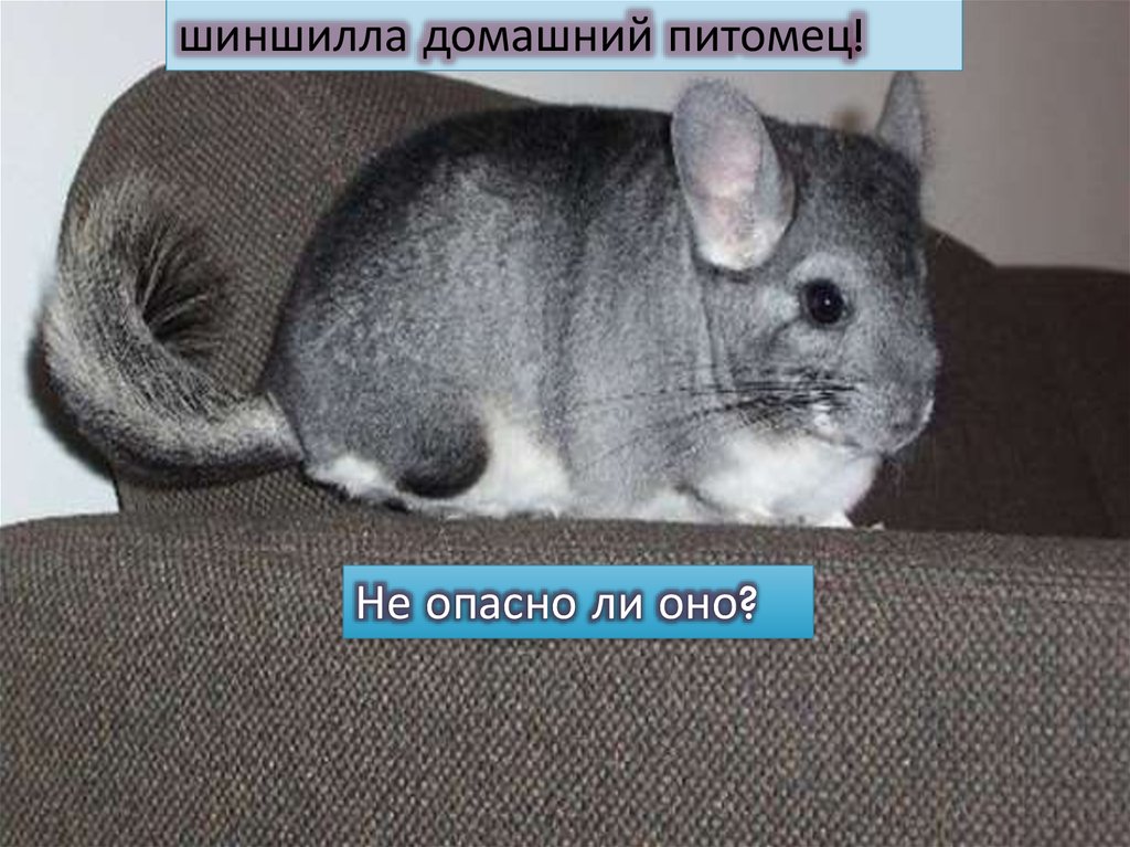 Шиншиллы – уход, содержание, разведение