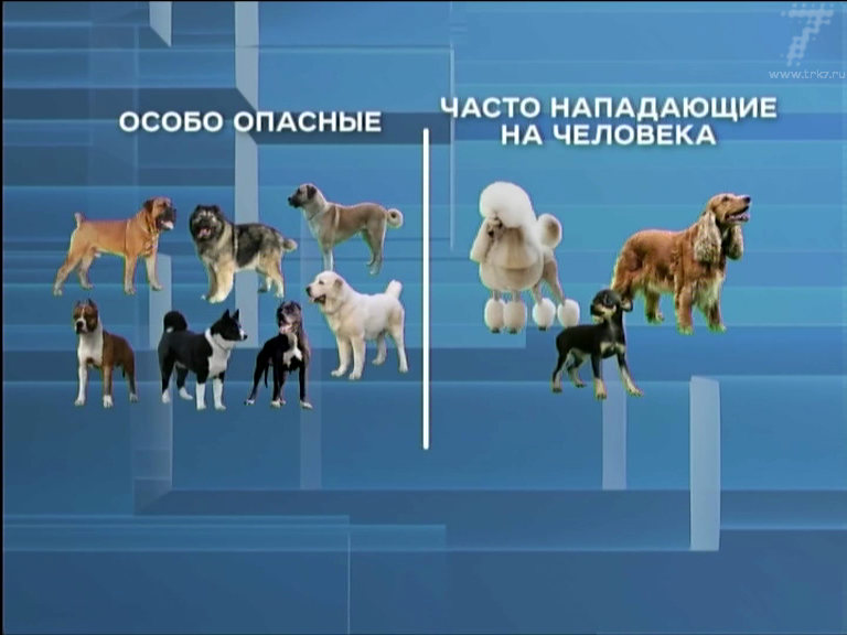 Потенциально опасные собаки 2023. Опасные породы собак список. Потенциально опасные породы собак. Породы собак потенциально не опаснвх. Список особо опасных пород собак.