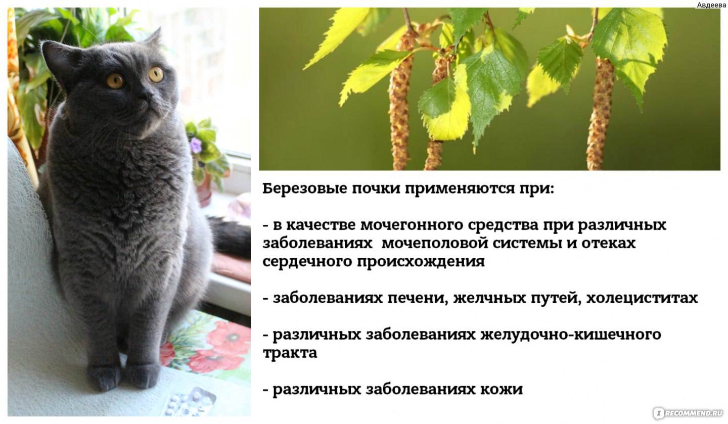 Мочекаменная болезнь у кошек