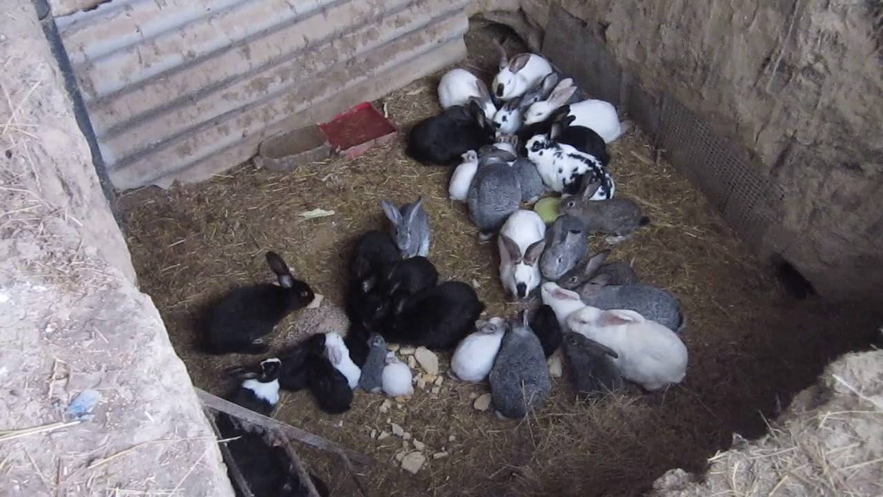Разведение кроликов в ямах