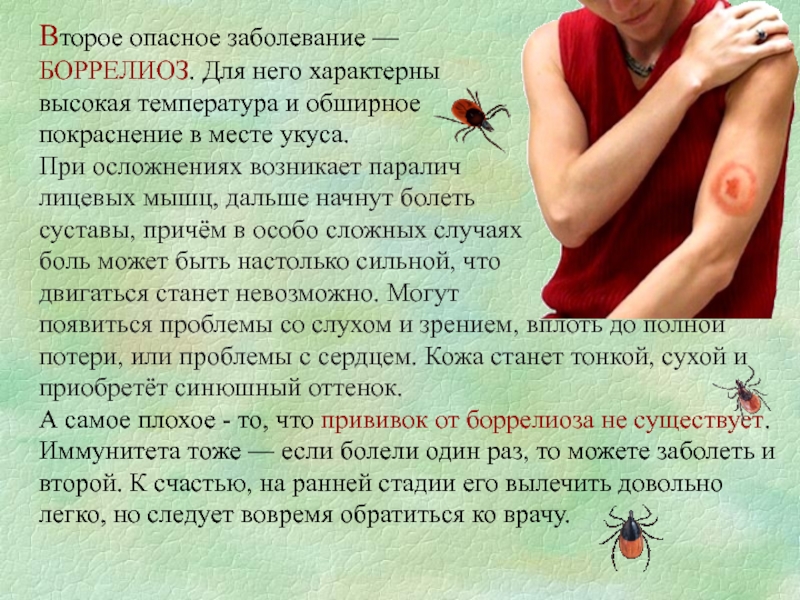 Боррелиоз у собак − симптомы, лечение, опасность болезни лайма, профилактика и прогноз