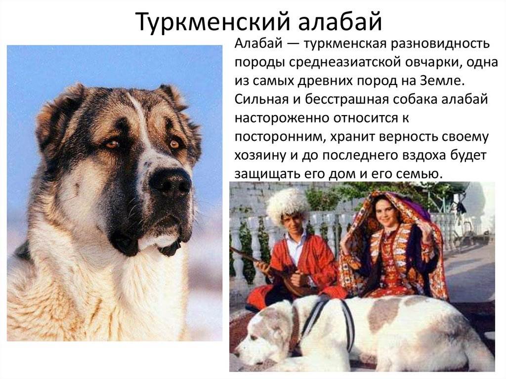 Туркменский алабай, волкодав или овчарка: описание
