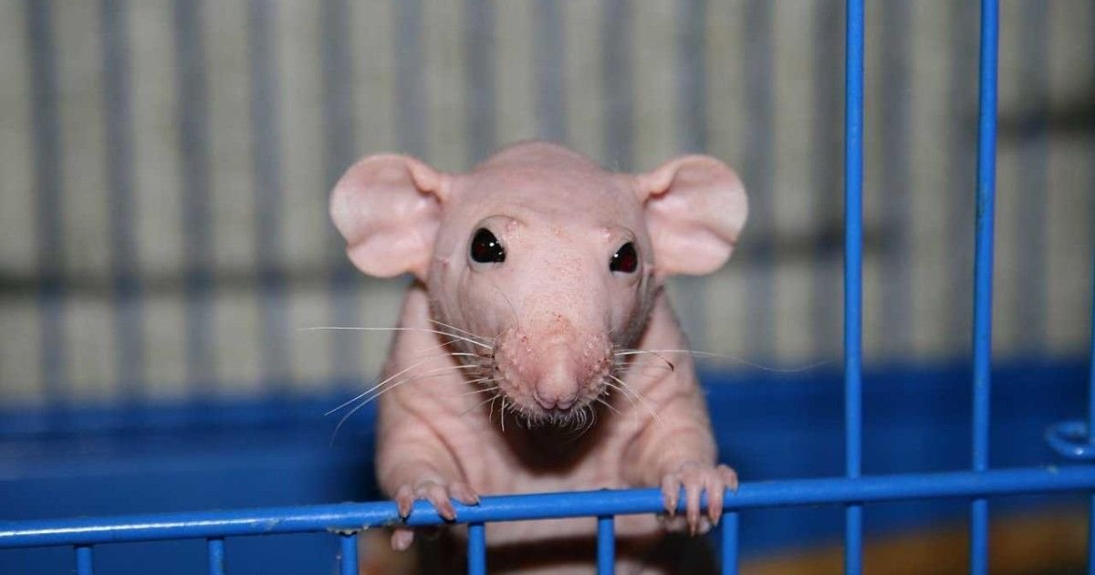 Лысая крыса - описание породы, разновидности, содержание и уход в домашних условиях