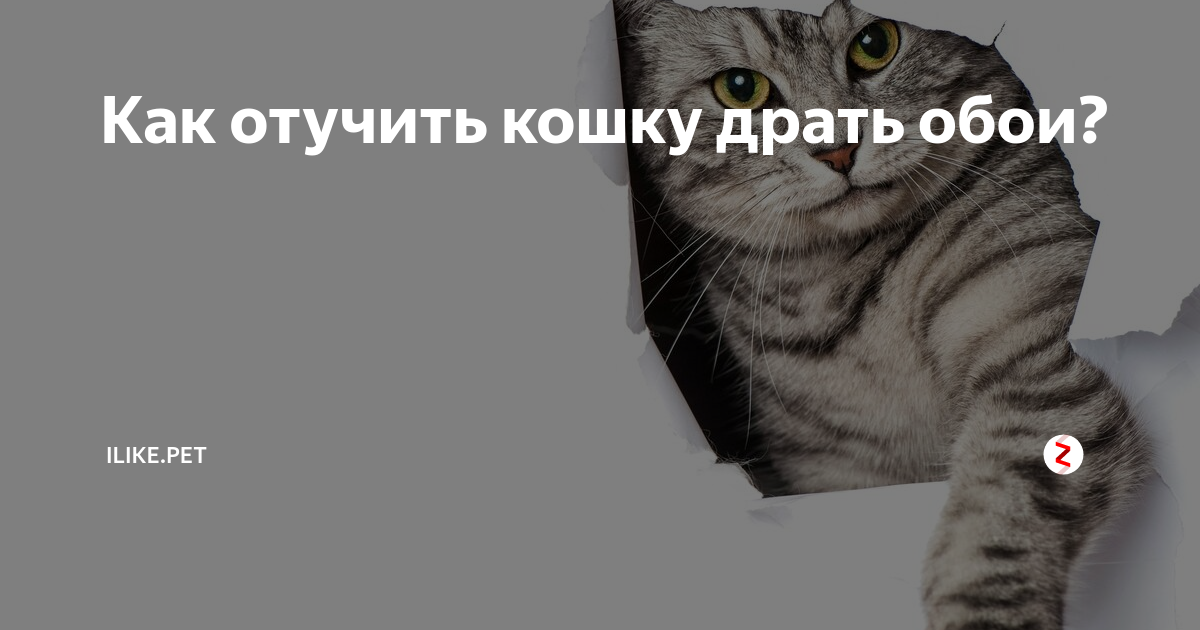Кот дерет обои - что делать