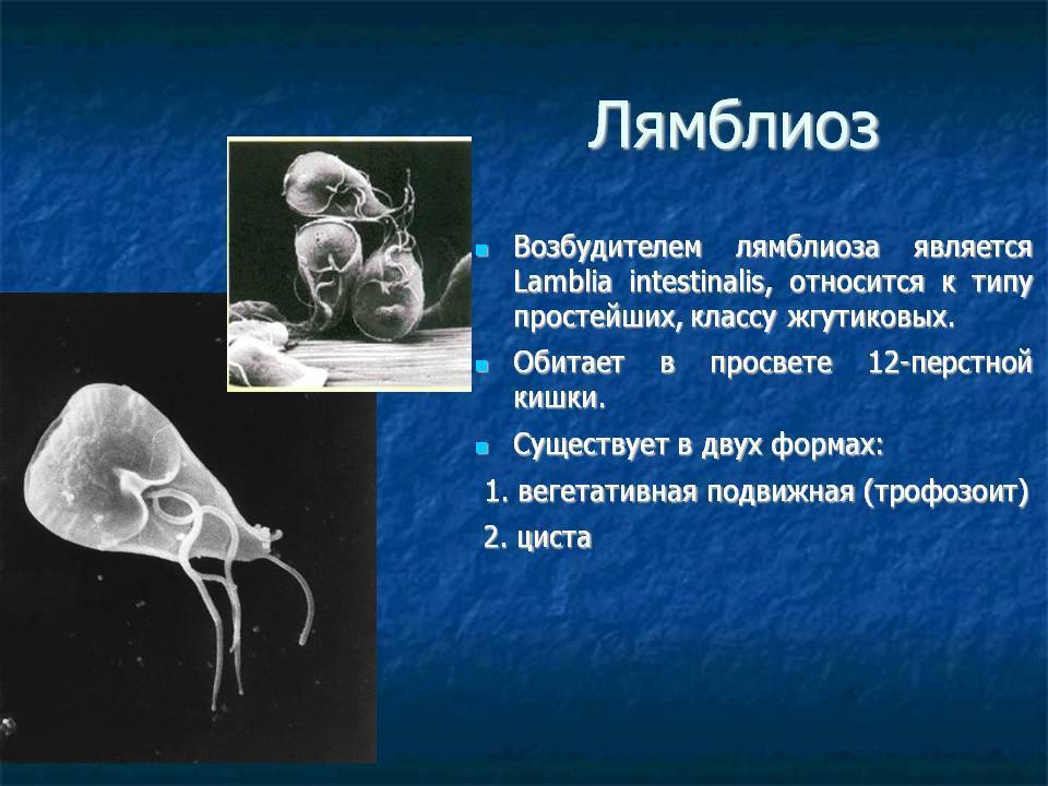 Лямблиоз у собак: симптомы и лечение