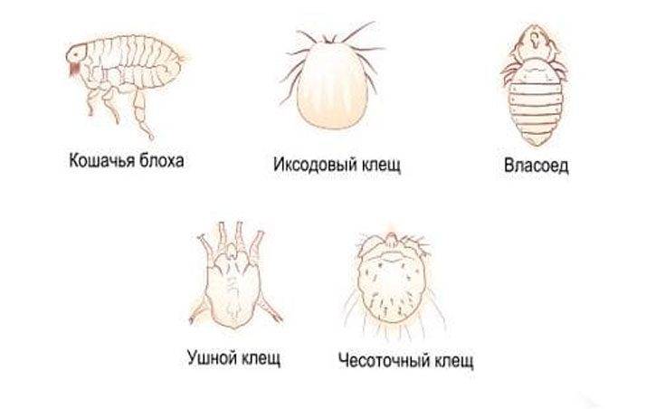 Как вывести блох у декоративной крысы: 10 шагов