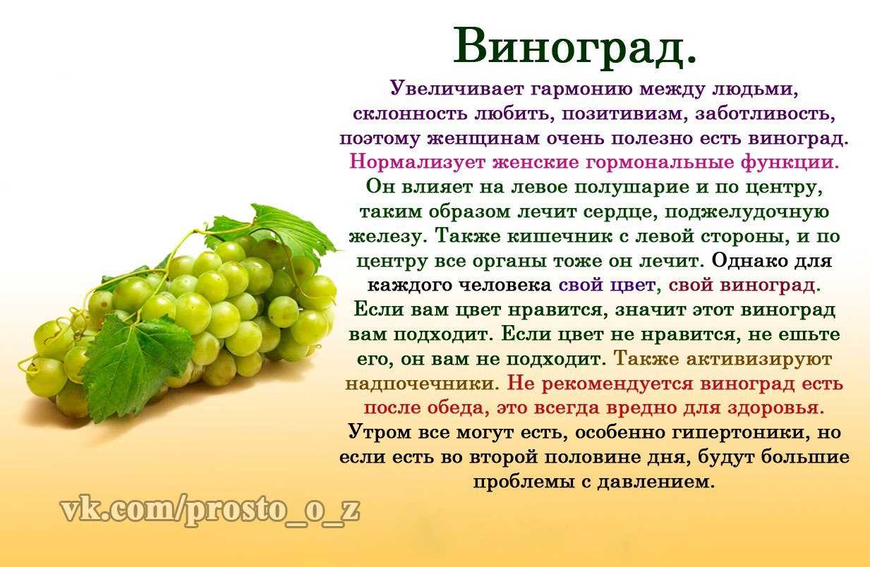 Можно ли хомякам виноград