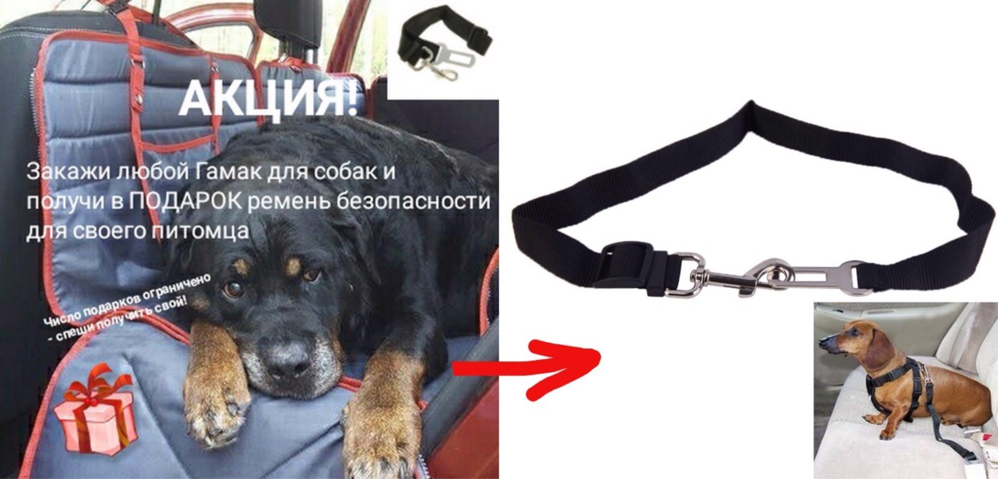 Основные правила, как организовать перевозку собаки в автомобиле
