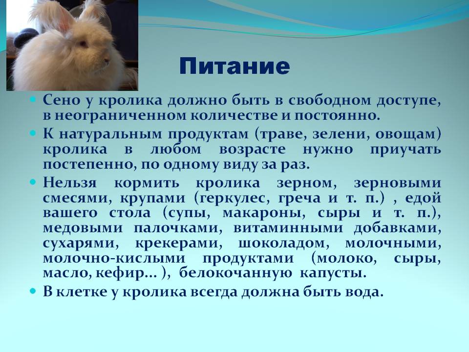 Сочные корма: овощи и зелень | информационный портал о карликовых и декоративных кроликах
