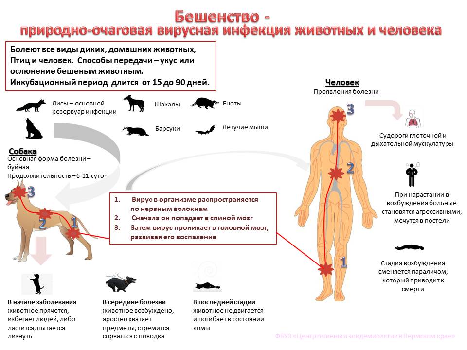 Бешенство у собак