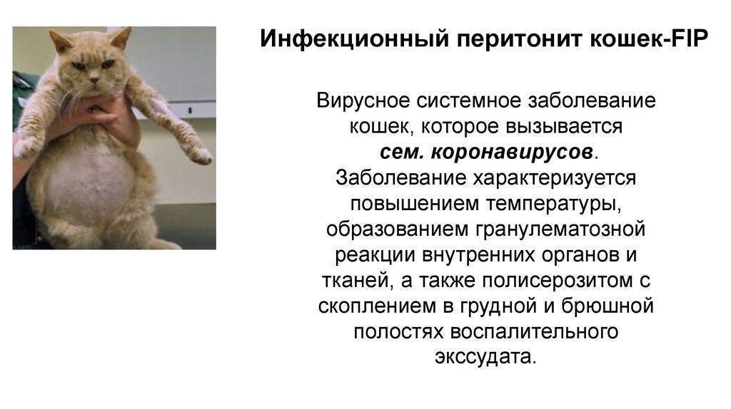 Поликистоз печени!