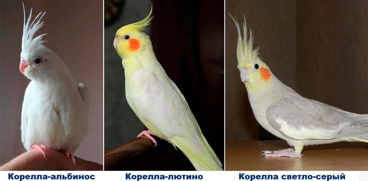 Сколько живут кореллы и как продлить срок их жизни