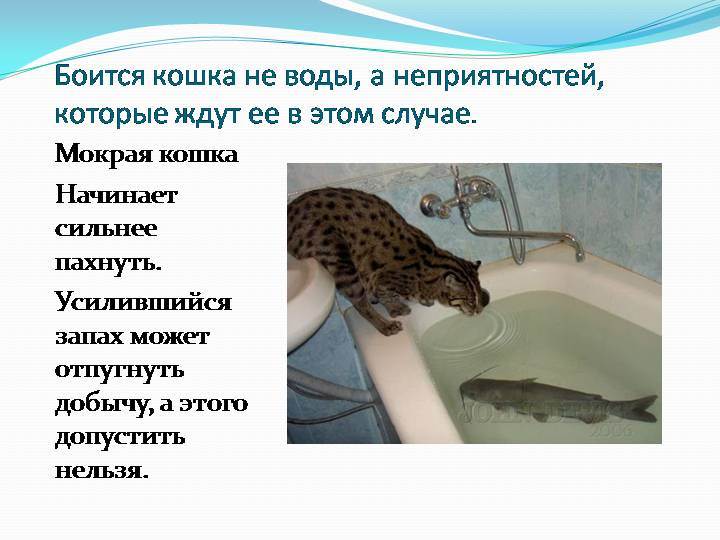 Почему кошки боятся воды?