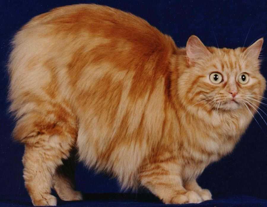 Кошка кимрик: описание породы и особенности характера