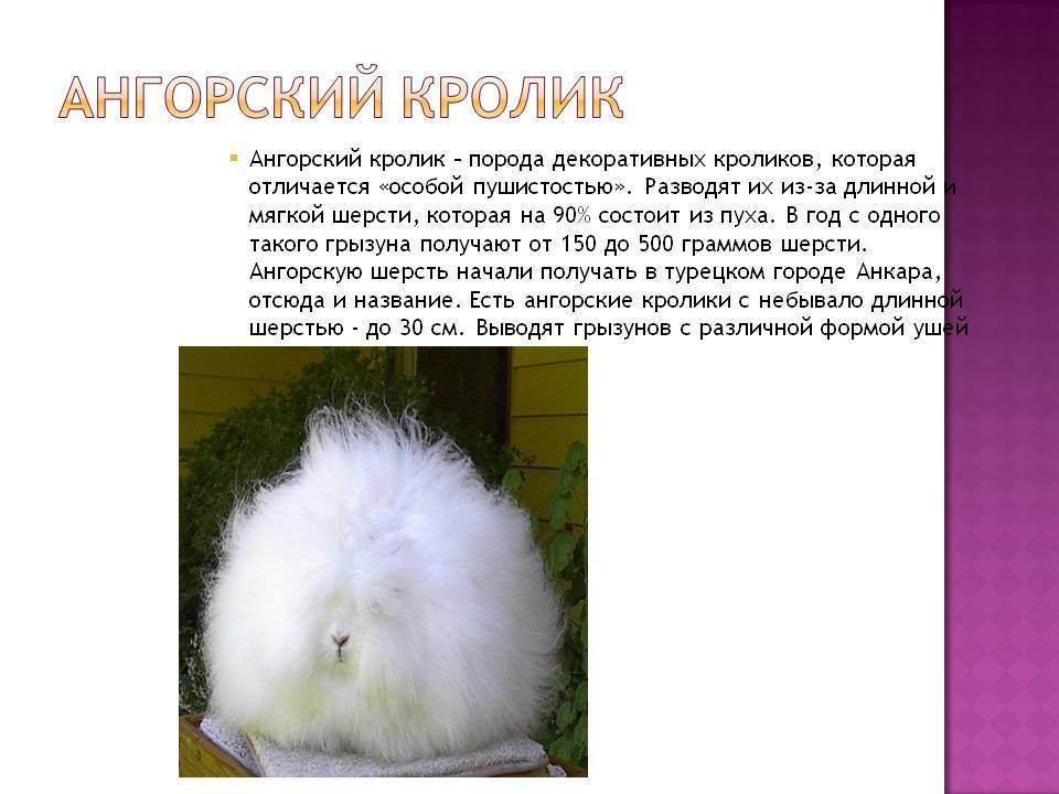 Ангорский пушистый кролик