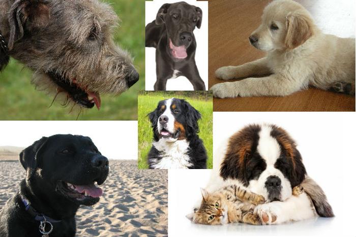 Отличить собаку. Распознать породу собак. Определи породу собаки. Определитель породы собак по фото. Внешний вид собаки.