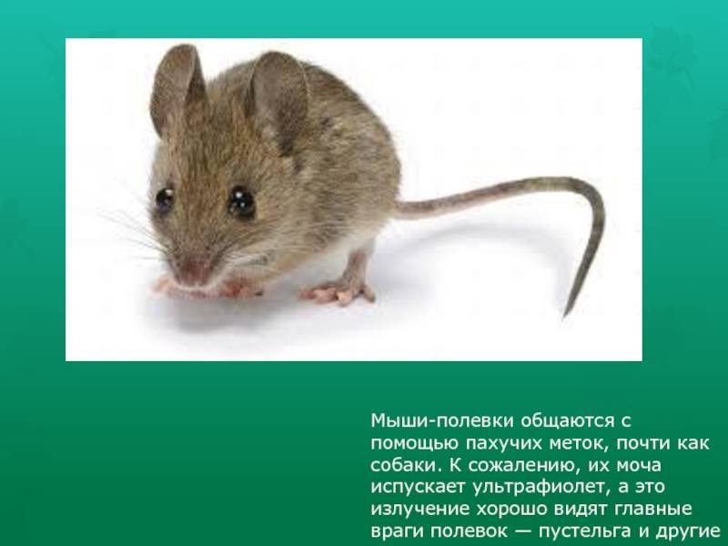 Мышь это не крыса: сколько живёт, сколько весит, какие виды есть, размер