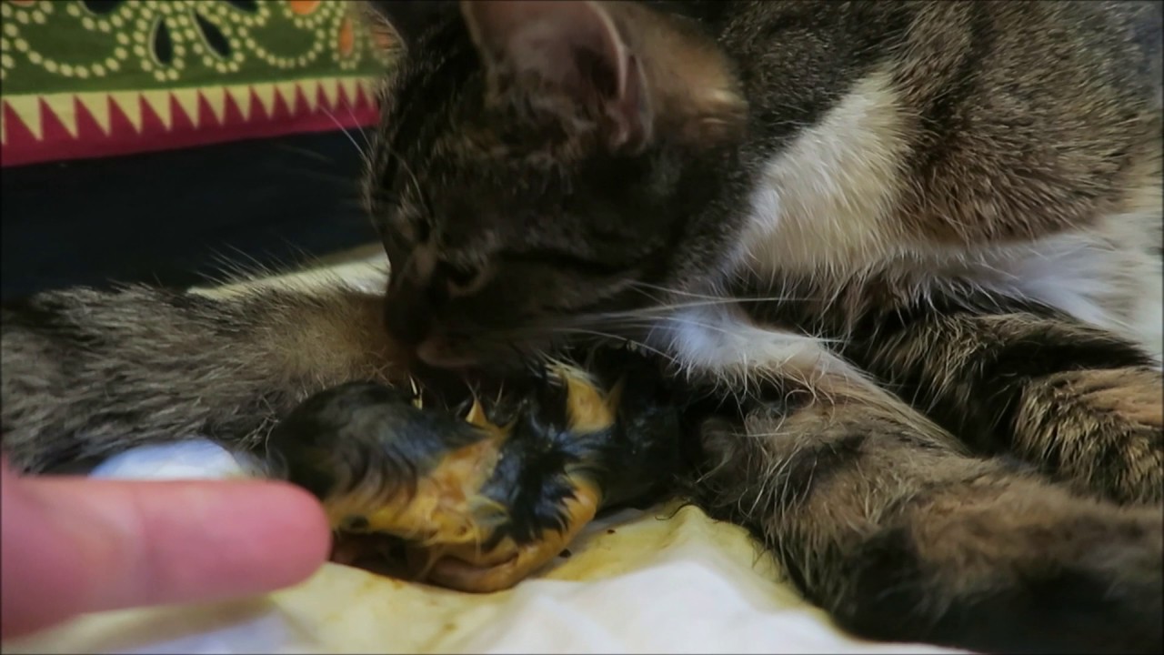 Как правильно принять роды у кошки в домашних условиях и что для этого нужно, видео