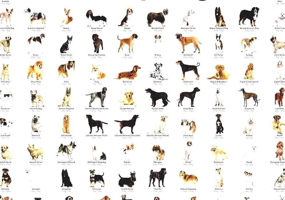 Гладкошерстные породы собак с фотографиями и названиями * маленькие, большие и среднего размера