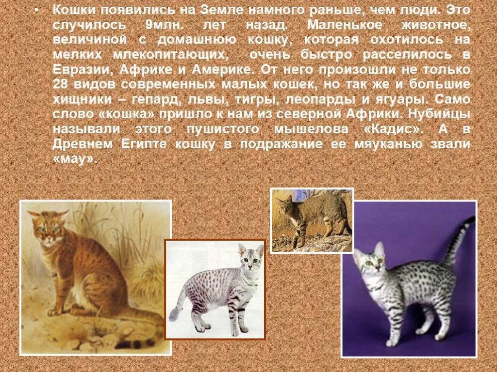 Откуда появились кошки: откуда и от кого, кошки в древнем египте
