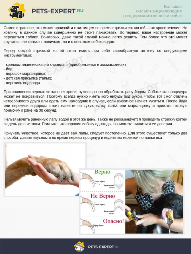ᐉ почему щенок кусает свой хвост? - zoomanji.ru