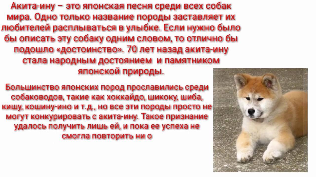 Сиба-ину