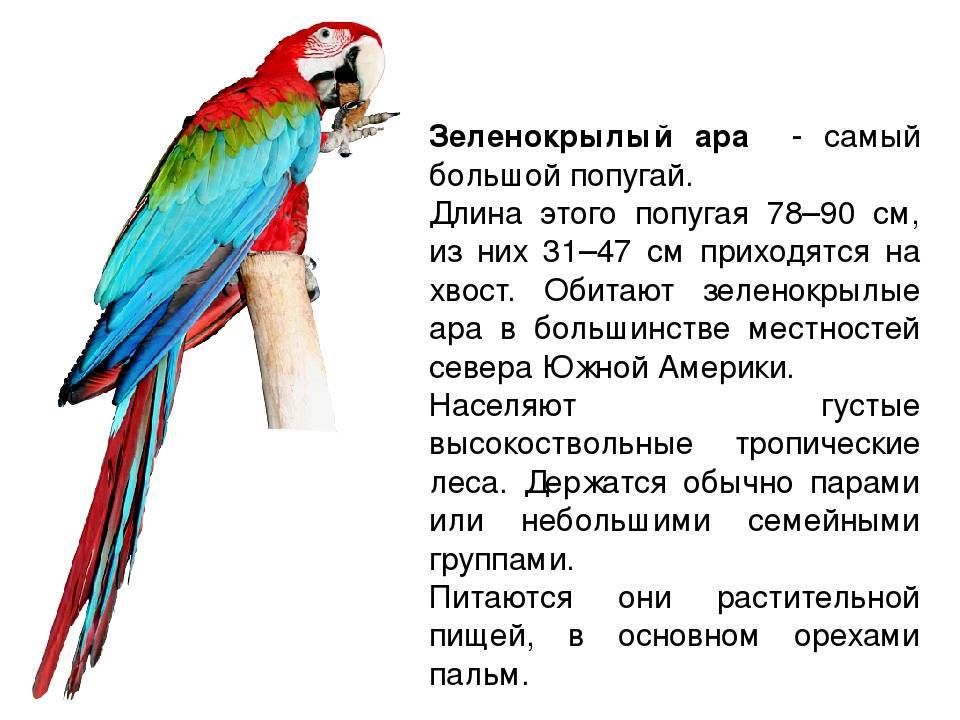 Тонкий лори и особенности его жизни
