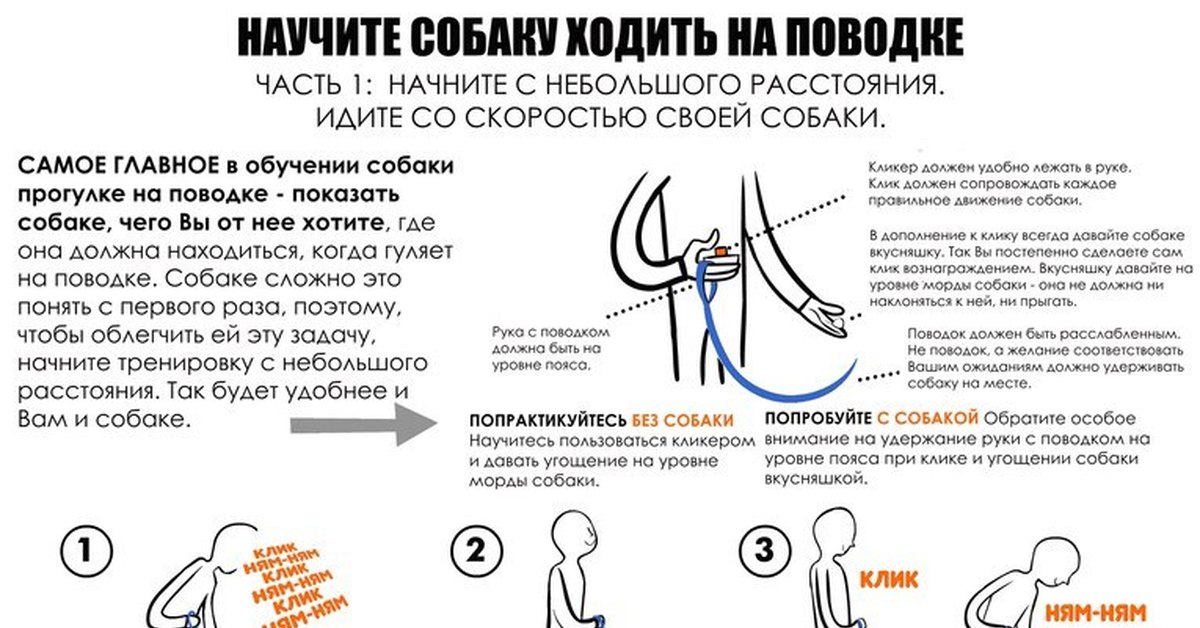Как отучить собаку тянуть поводок на прогулке | все о собаках