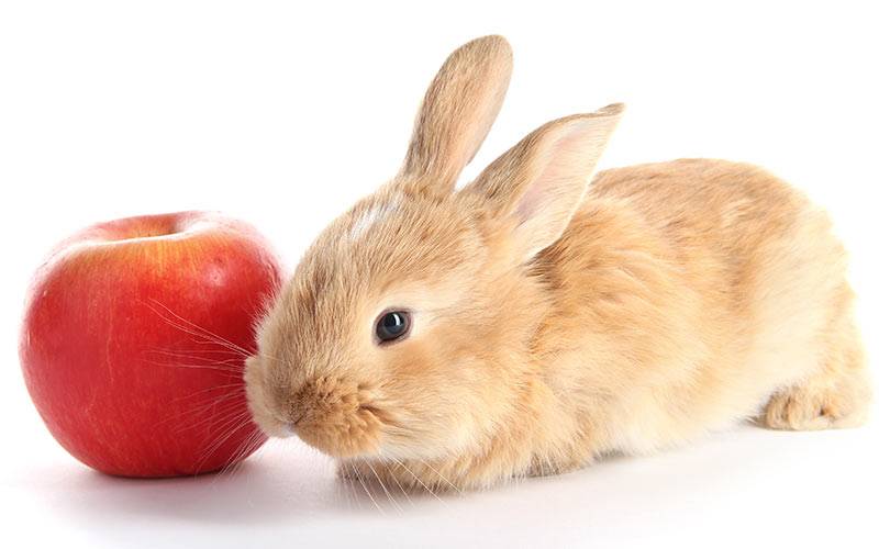 Яблоки кроликам можно давать. Кролик с яблоками. Рыжий заяц. Заяц ест яблоко. Кролик ест яблоко.