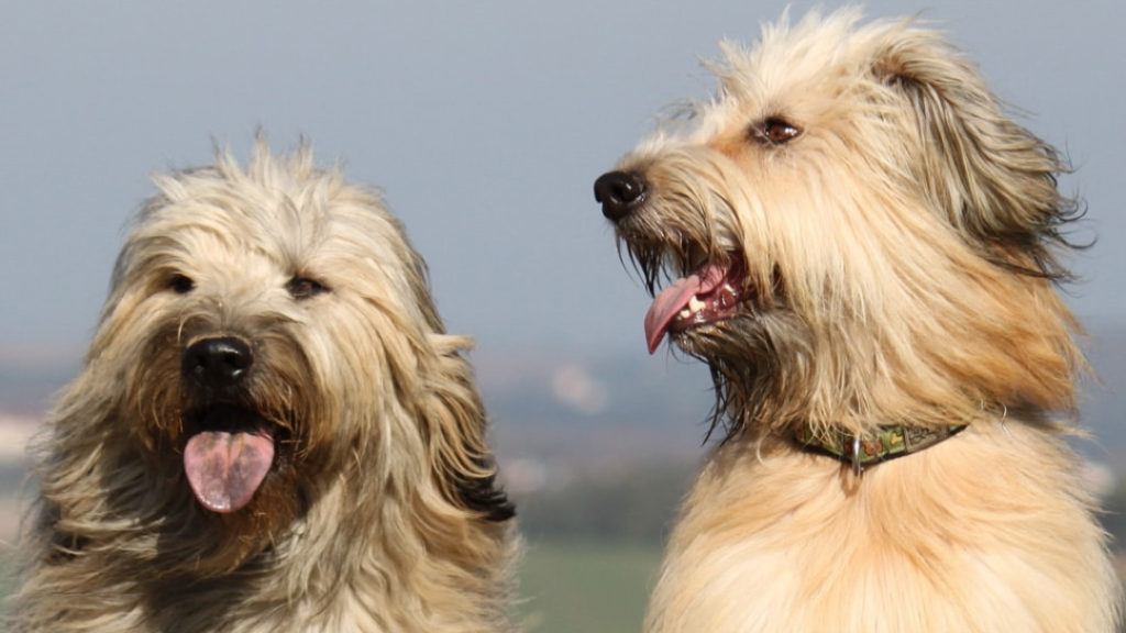 Собаки породы каталонская овчарка, характерные особенности, история происхождения и стандарты породы
