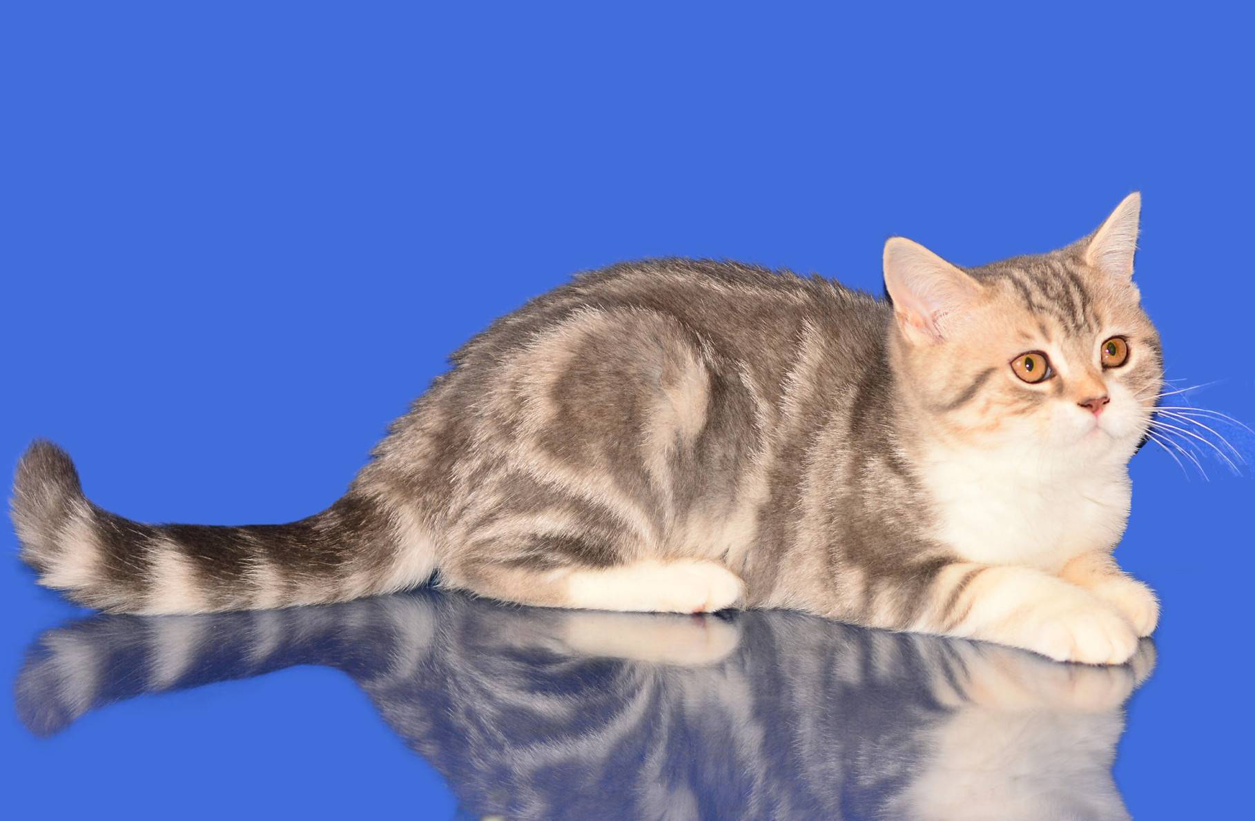 Скоттиш-страйт (шотландская прямоухая кошка): описание и характер