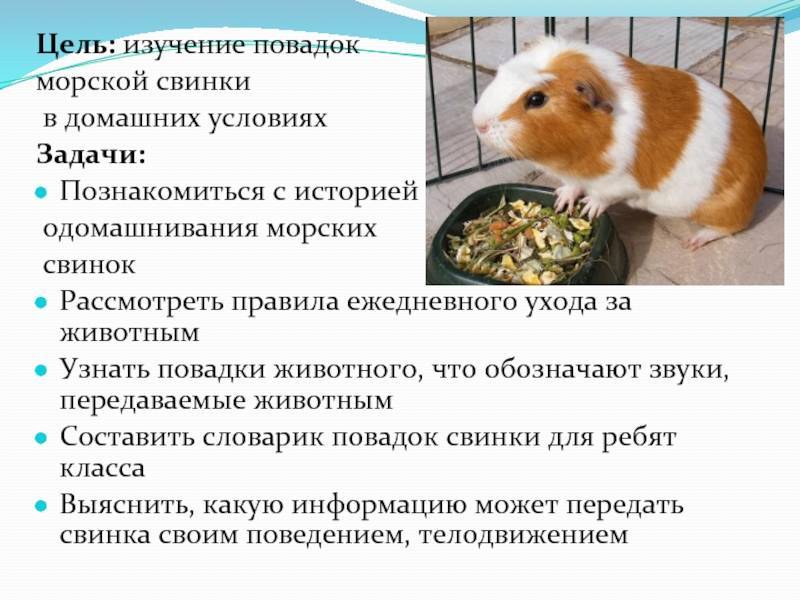 ᐉ развитие новорожденных морских свинок и правила ухода за ними - zoopalitra-spb.ru