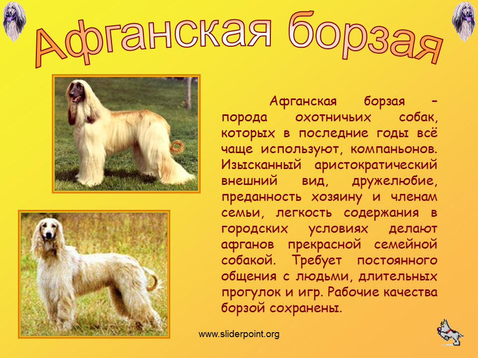 Русская борзая охотничья собака – описание породы и уход