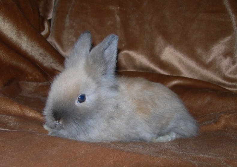 Маленькие кролики. карликовые домашние породы кроликов.