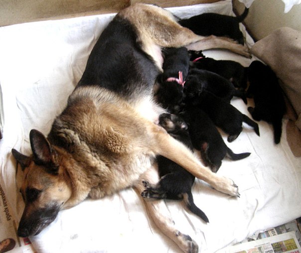 У собаки мало молока: чем помочь и что правильно делать для кормящей мамаши - блог о животных - zoo-pet.ru