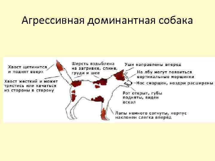Причины агрессии у собак и 3 способа их устранения